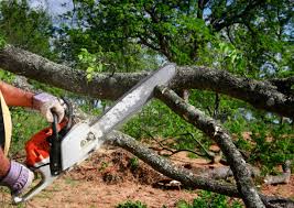 Best Commercial Tree Services  in Lebanon, OH